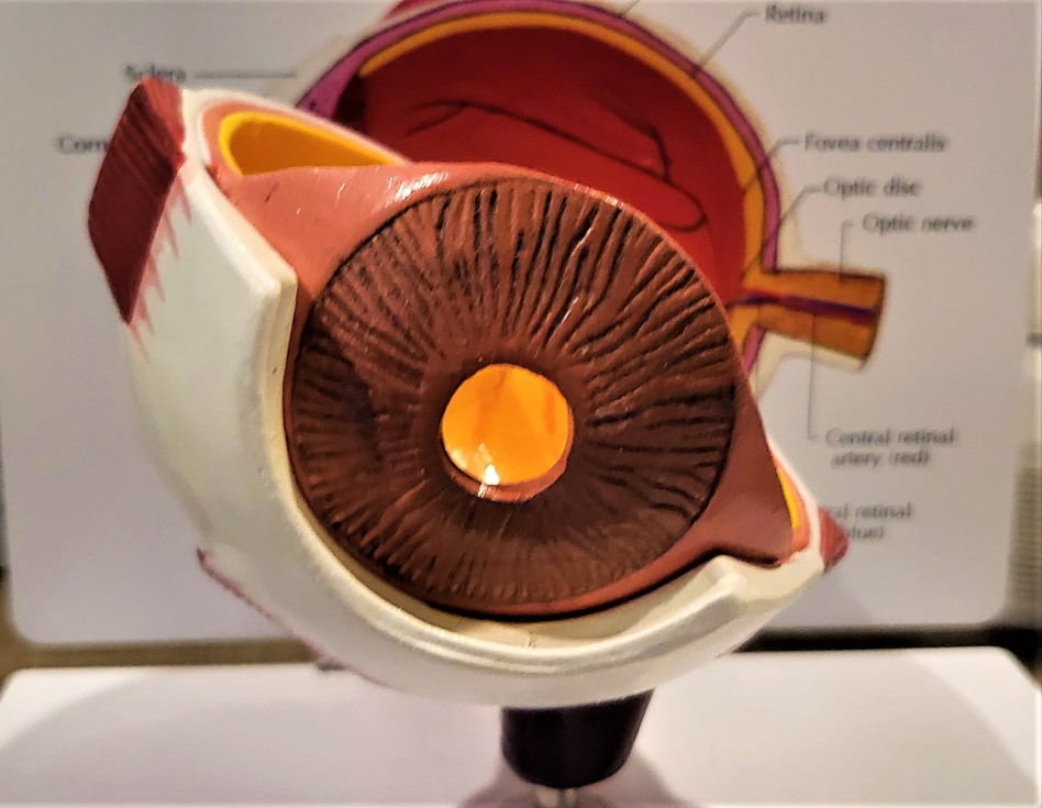 Makula Dejenerasyonu